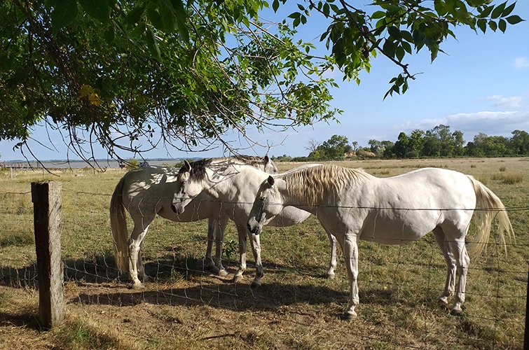 Natuur en het Gironde-estuarium